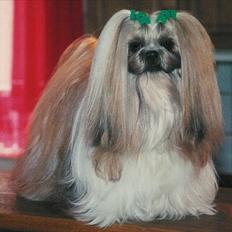 Shih tzu DKCH DCH VDHCH KLBCH INTCH Big Choice First Mei-Li