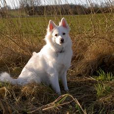 Dansk Spids Frida (Abby)