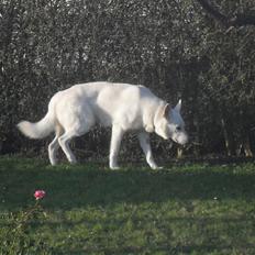 Hvid schæfer Buster