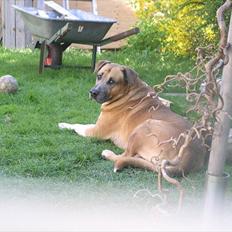 Blanding af racer Uncas