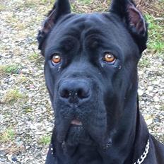 Cane corso Chili