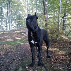 Cane corso Chili