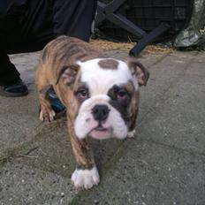Engelsk bulldog Aurora "Fru. Flemming"