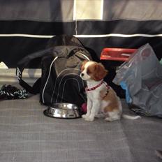 Cavalier king charles spaniel Morberg's Ilina  *Isa*