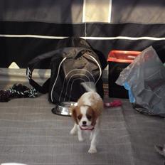 Cavalier king charles spaniel Morberg's Ilina  *Isa*