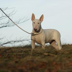 Bullterrier Breslaus Buttercup Rose aka Smilla