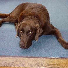 Labrador retriever Nelly