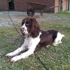 Blanding af racer Lady