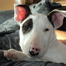 Bullterrier Breslaus Showboat aka Money 