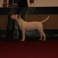 Bullterrier Breslaus Showboat aka Money 