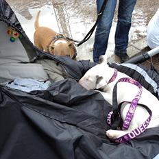 Bullterrier Breslaus Showboat aka Money 