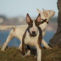 Bullterrier Danmar Bull´s Jessica Lovejoy aka Jessie 