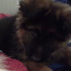 Schæferhund Hawto Fanto "Tyson"