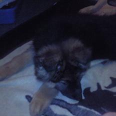 Schæferhund Hawto Fanto "Tyson"