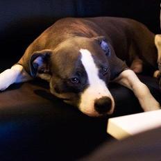 Amerikansk staffordshire terrier Commando Aio