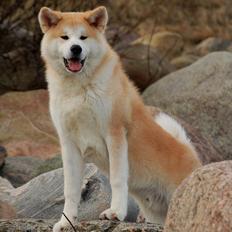 Akita inu Akio