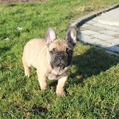 Fransk bulldog Kennel Frejos Alfred