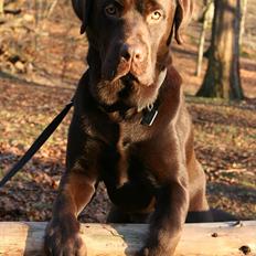 Labrador retriever Mikker