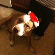 Blanding af racer Lundte