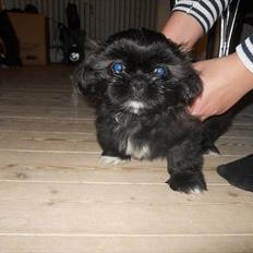 Shih tzu Valde