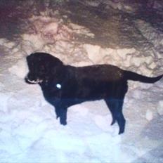 Labrador retriever Nille (Fie)