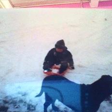 Labrador retriever Nille (Fie)