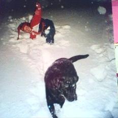Labrador retriever Nille (Fie)