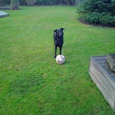 Blanding af racer Snupti