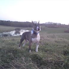 Bullterrier miniature Louie