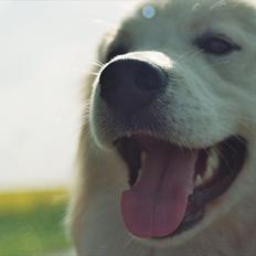 Blanding af racer Bjørn