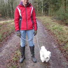Coton de tulear Balou |Terroristen|