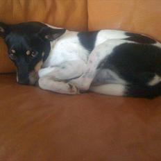 Dansk svensk gaardhund Trunte