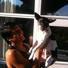 Dansk svensk gaardhund Trunte