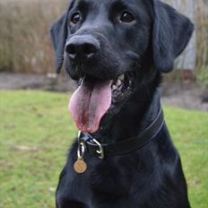 Labrador retriever / springer spaniel Plet *den manglende del af mig