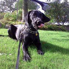 Labrador retriever / springer spaniel Plet *den manglende del af mig