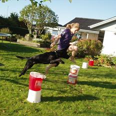 Labrador retriever / springer spaniel Plet *den manglende del af mig