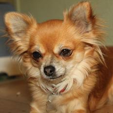 Chihuahua Tilde's Gurli ~Chica~