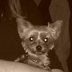 Yorkshire terrier Betsy