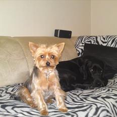 Yorkshire terrier Betsy