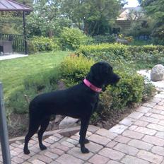 Blanding af racer Gaby