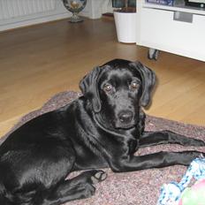 Blanding af racer Gaby