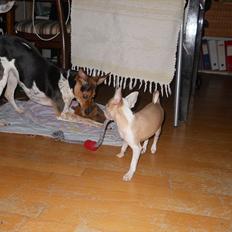 Dansk svensk gaardhund Fie