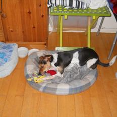 Dansk svensk gaardhund Fie