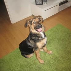 Blanding af racer Bailey