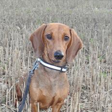 Gravhund Charolaisgården´s Smila *Smilla*