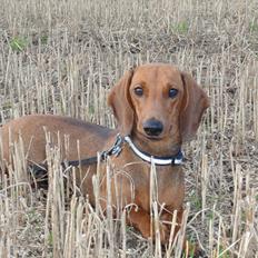 Gravhund Charolaisgården´s Smila *Smilla*