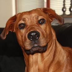 Rhodesian ridgeback Tika