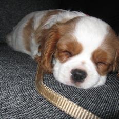 Cavalier king charles spaniel Lady