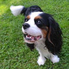 Cavalier king charles spaniel Thyholms Quick Silver