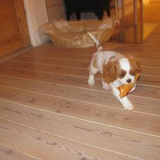 Cavalier king charles spaniel Lady